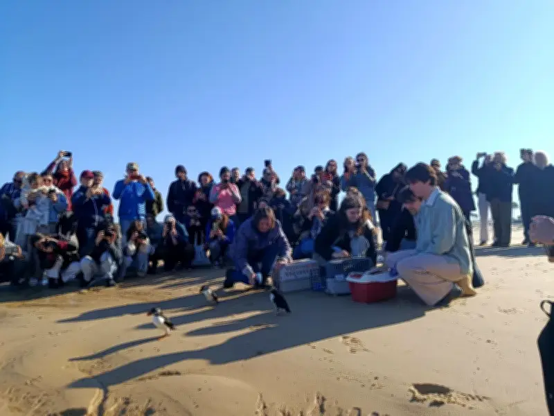 Des oiseaux rescapés des tempêtes hivernales retrouvent la liberté sur la plage de La Lagune