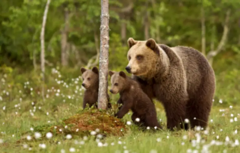 Des ours enneigés sur les pistes de Tavascan : une rencontre insolite en Catalogne