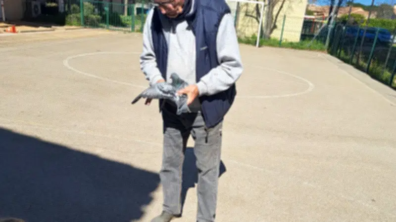 Des pigeons voyageurs fascinent les écoliers du Gard lors d'une journée pédagogique