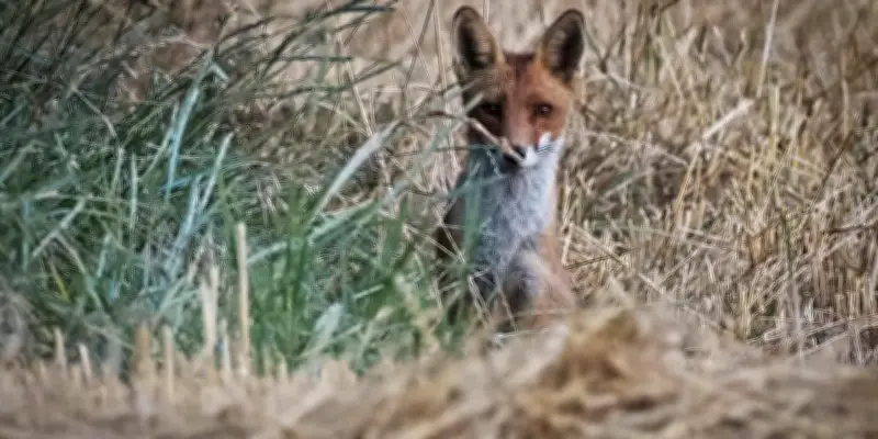 Destruction massive d'animaux : une étude officielle dénonce l'inefficacité de la politique française
