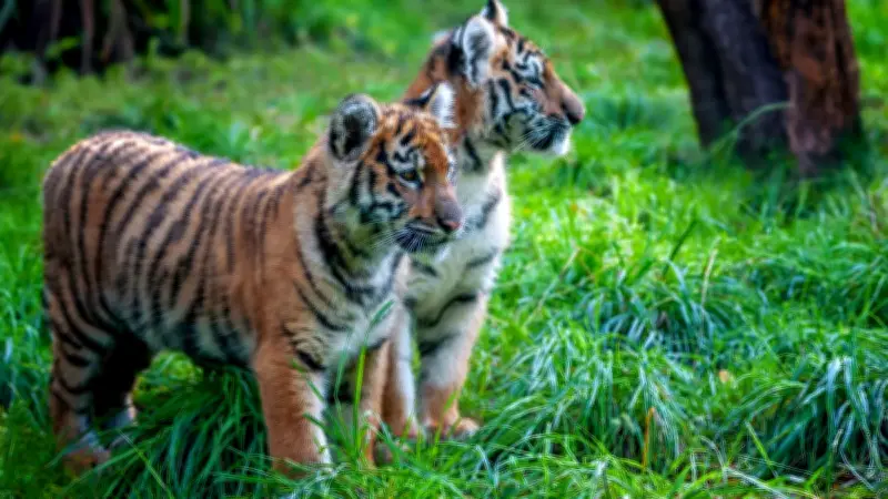 Deux bébés tigres du Bengale meurent d'une infection virale au zoo de Bandung