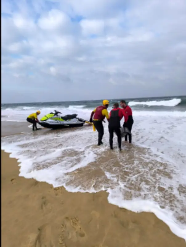 Deux dauphins échoués à Seignosse sauvés par les pompiers malgré des conditions difficiles