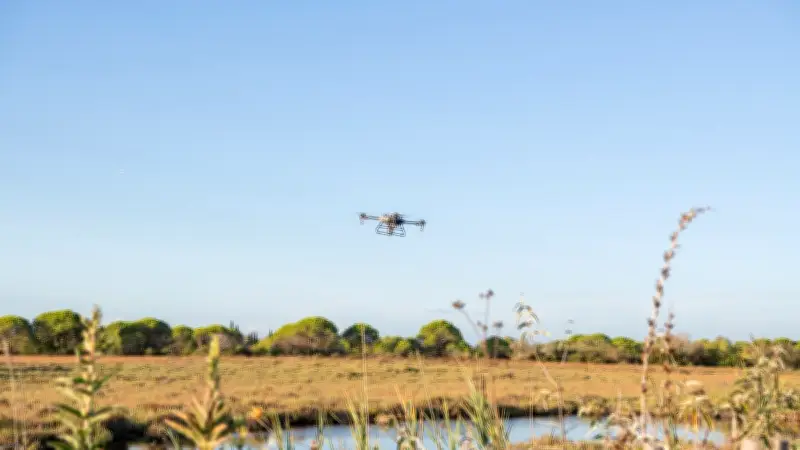 Démoustication massive sur le littoral méditerranéen face à une invasion exceptionnelle