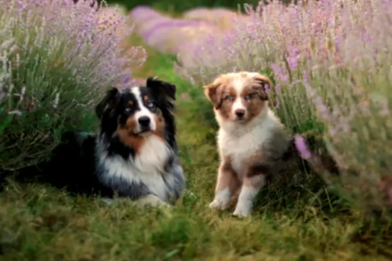 Éducation canine : les conseils d'un expert pour éviter les morsures et comprendre les chiens