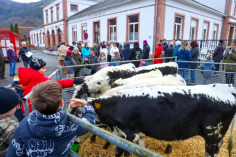 En Alsace, un village inscrit cinq vaches à l'école pour sauver une classe menacée