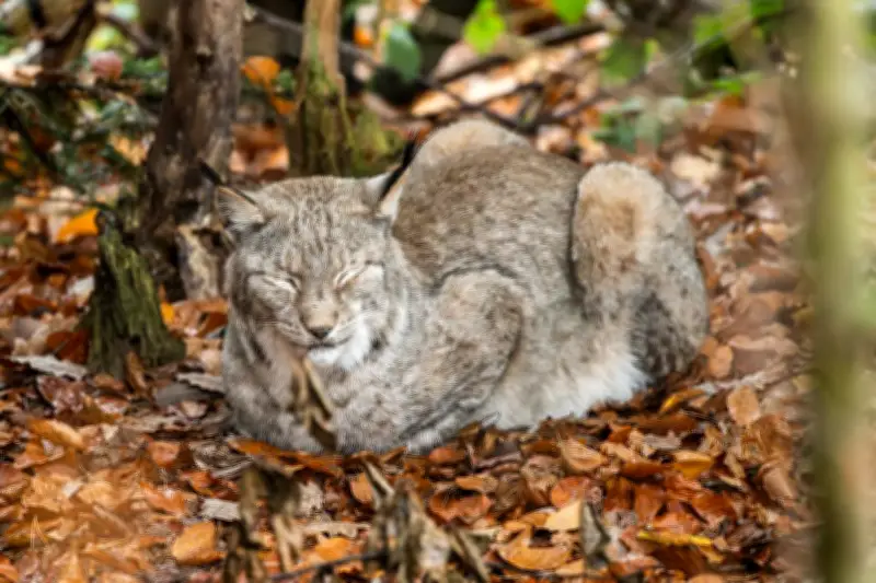 En Alsace, une femme jugée pour avoir tué un lynx protégé attaquant ses poules