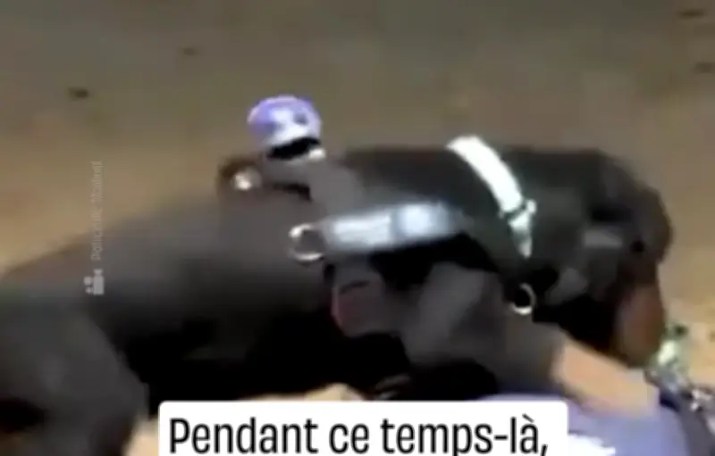 Espagne : Un chien policier viral pour son massage (presque) cardiaque