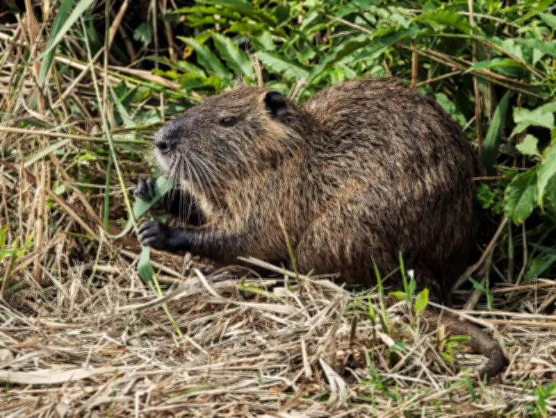 Espèces invasives : un nouvel outil pour mesurer leur impact systémique sur les écosystèmes