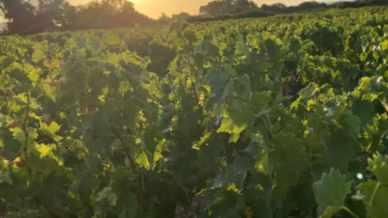 Exposition au musée de Frontignan : 90 ans de l'AOP Muscat célébrés