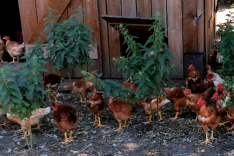 Flying Whales menace une ferme bio : un conflit entre dirigeables et agriculture durable