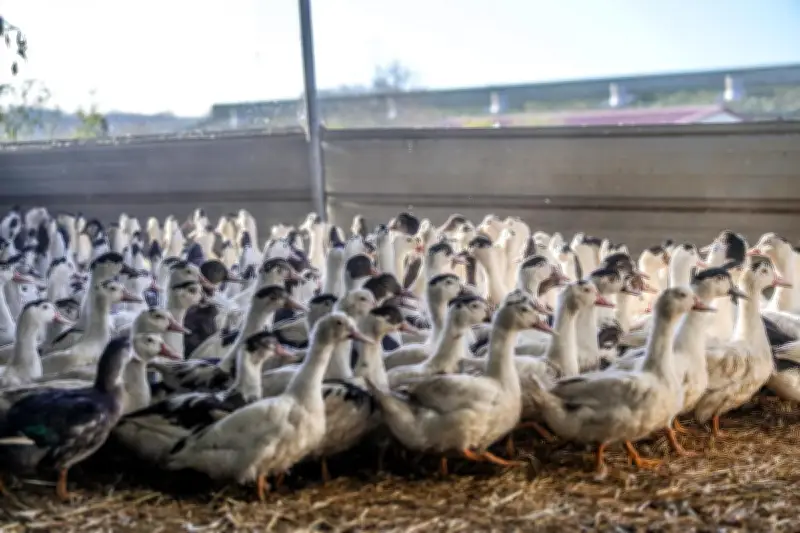 Foie gras : la vaccination stabilise la production malgré la pression sanitaire