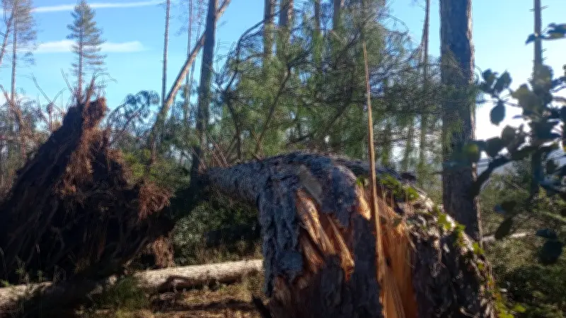 Forêts de l'Hérault : accès limité après les tempêtes, 300 000 m³ de bois à ramasser