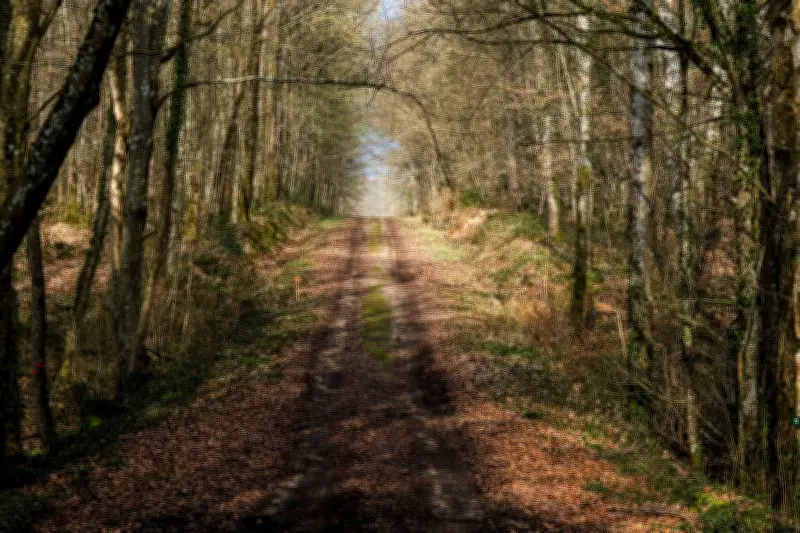 Forêts françaises en déclin : mortalité des arbres en hausse de 80% malgré leur importance économique