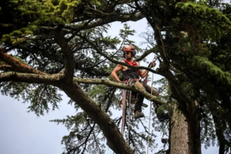 Foulayronnes : La Brigade des Arbres en mission périlleuse pour sauver deux propriétés