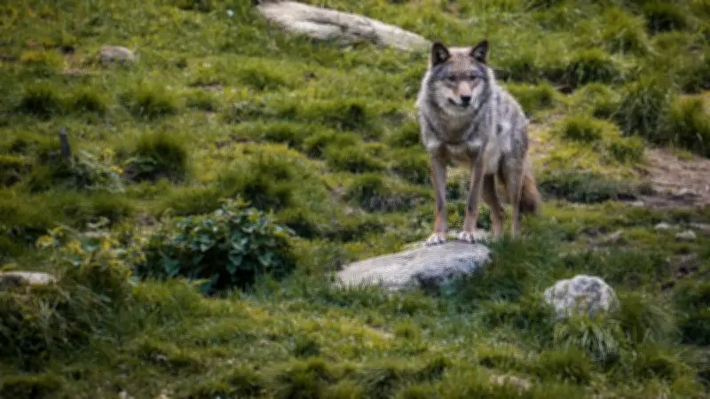 France : 1 082 loups recensés, une estimation controversée malgré une méthode affinée