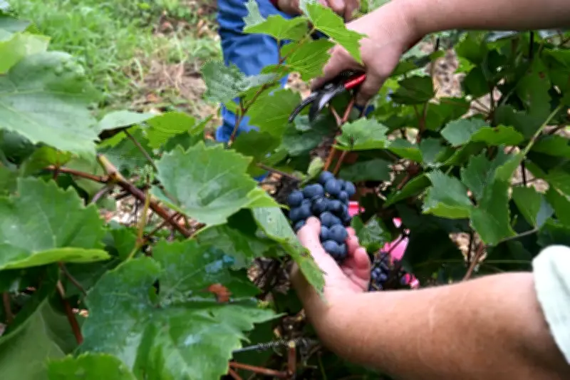 France Travail lance la Semaine viticole pour promouvoir les métiers de la vigne