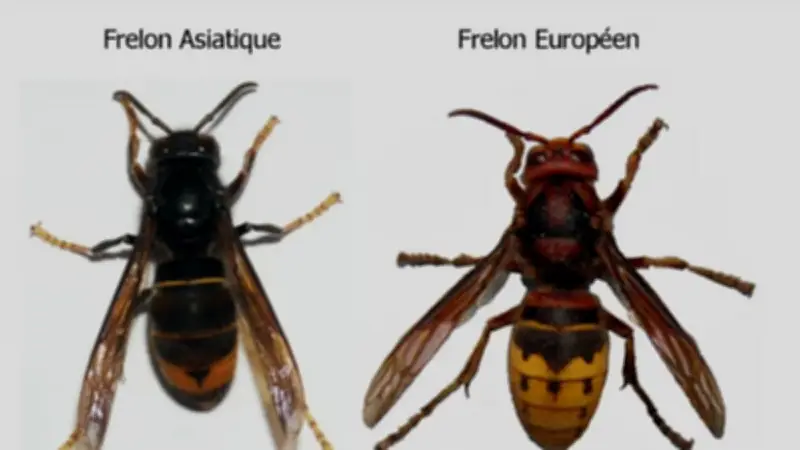 Frelon asiatique : une réunion cruciale à Saint-Rome-de-Tarn pour protéger les abeilles