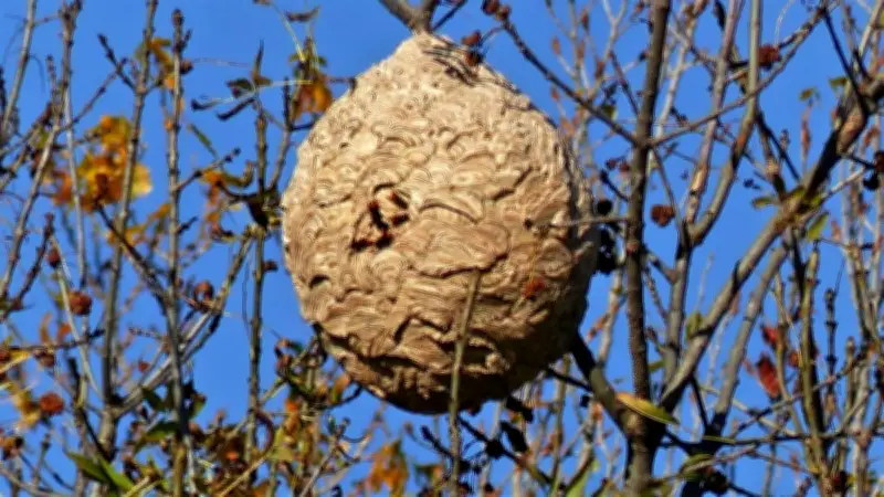 Frelon asiatique : une réunion cruciale à Sauvian pour protéger abeilles et biodiversité