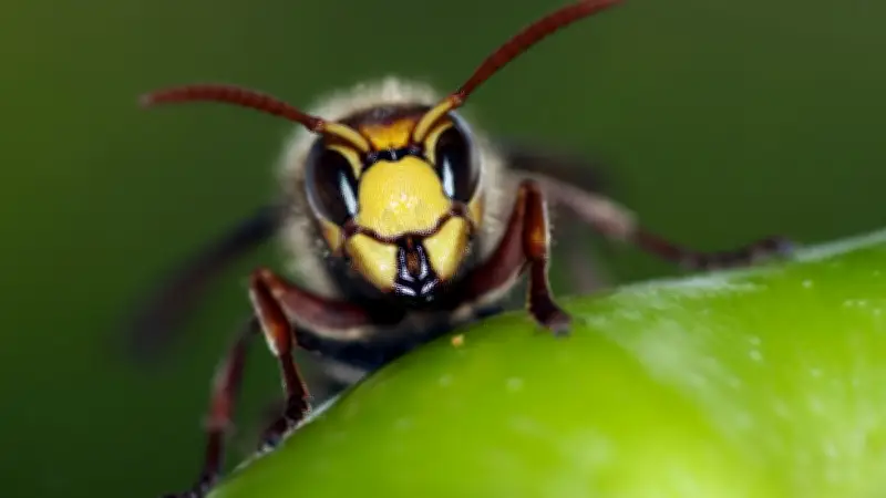 Frelons asiatiques envahissent une école en Occitanie : 650 élèves privés de cours