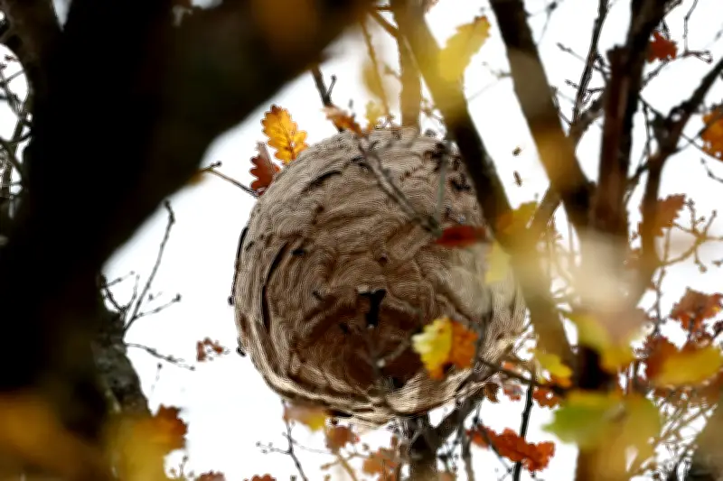 Frelons asiatiques : un plan national de 3 millions d'euros enfin déployé