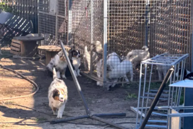 Fréjus : un élevage canin soupçonné de maltraitance et de trafic sur Leboncoin