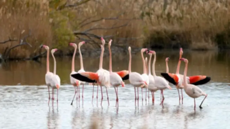 Fête de la Nature à Marseillan : un concours photo pour célébrer la biodiversité locale