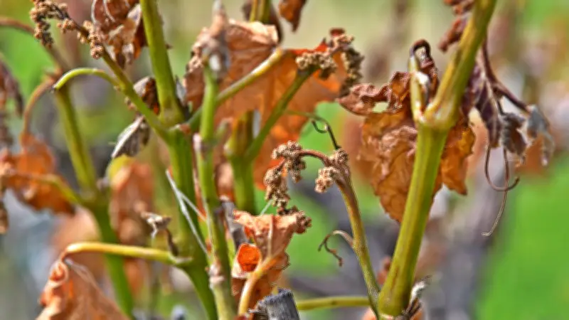 Gard : indemnisation des vignerons après les calamités agricoles de 2025