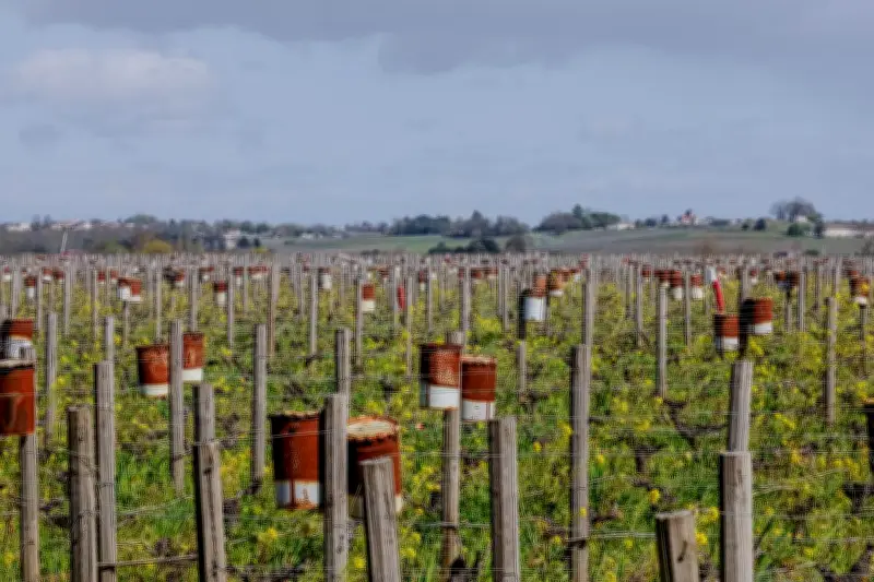 Gel printanier redouté dans le vignoble bordelais : bougies et éoliennes en alerte