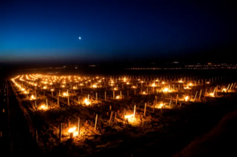 Gel tardif : les agriculteurs en état d'alerte face aux dégâts sur les cultures