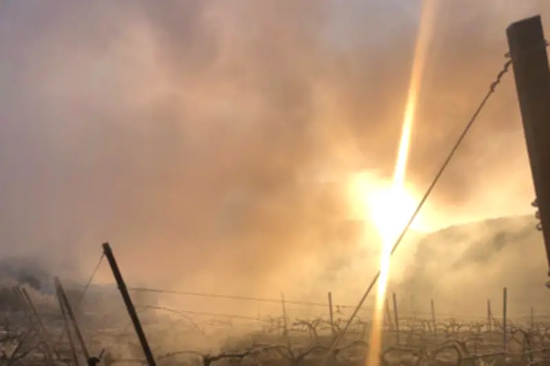 Gelées dévastatrices dans le Var : les jeunes feuilles de vigne brûlées, les dégâts encore incertains