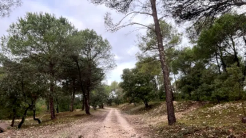 Gestion forestière active à Congénies : prévention des incendies et biodiversité