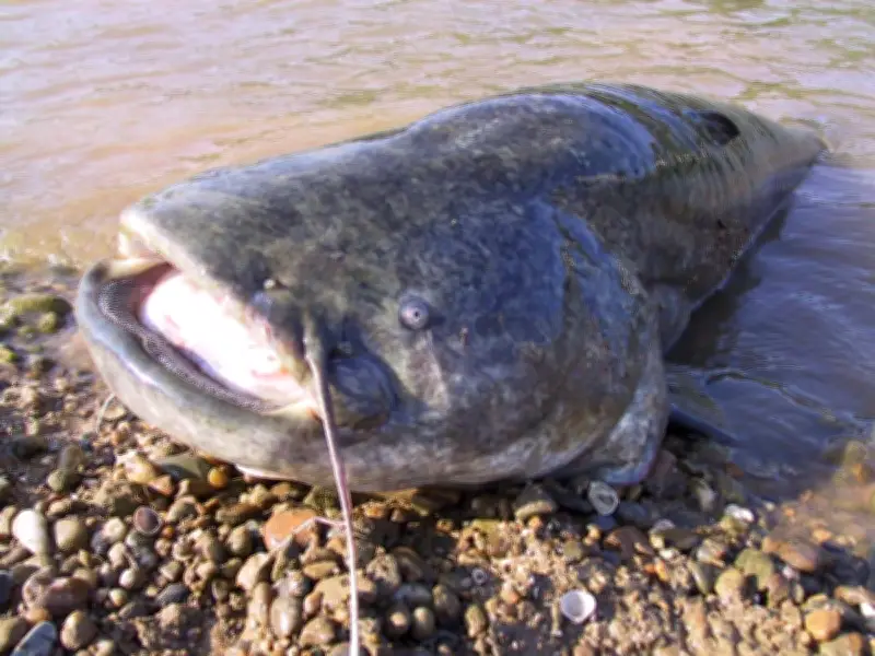 Gironde : Interdiction de remise à l'eau du silure vivant pour protéger les migrateurs