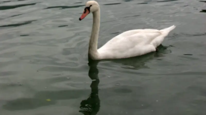 Grippe aviaire en Haute-Savoie : un cygne contaminé au lac d'Annecy, les autorités alertent