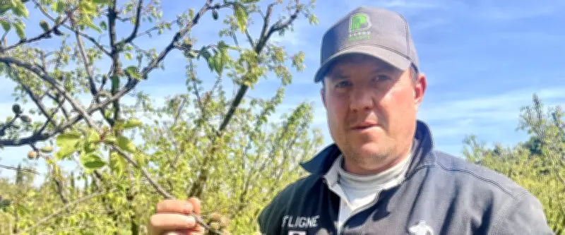 Grêle dévastatrice dans le Gard : les agriculteurs face à la perte totale de leurs récoltes