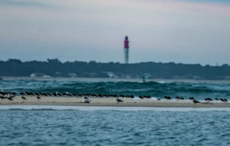 Gujan-Mestras : associations environnementales et féministes interpellent les candidats aux municipales