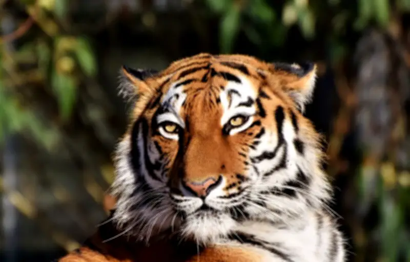 Hécatombe de tigres dans un zoo thaïlandais : un virus mortel en cause