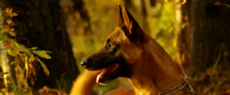 Hérault : interdiction définitive de détenir un animal après la mort d'une chienne malinois