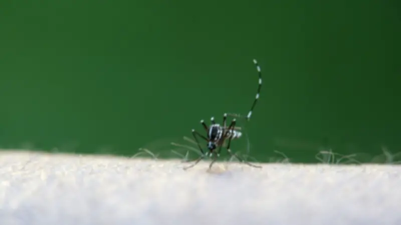 Hérault : Recrudescence précoce de moustiques après un hiver exceptionnellement pluvieux