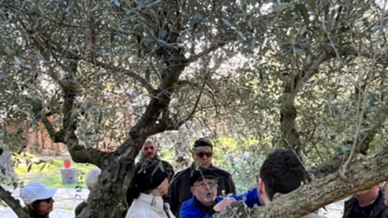 Initiation à la taille des oliviers : un succès pour Promolive à Caveirac