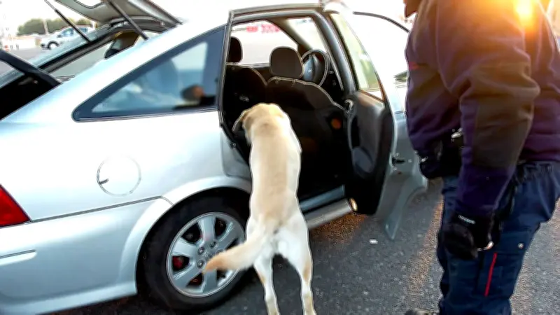 Interpellation à Montpellier : 5 kg de cannabis et 220 g de cocaïne saisis dans une voiture