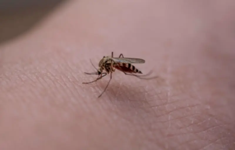 Invasion de moustiques en hiver : un phénomène exceptionnel lié à la météo