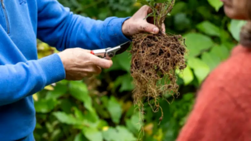 Jardinage en France : une passion verte qui reconnecte à la nature et à l'écologie