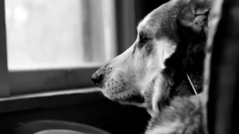 Jimmy, le chien fidèle qui attend son maître décédé depuis deux ans en Haute-Savoie