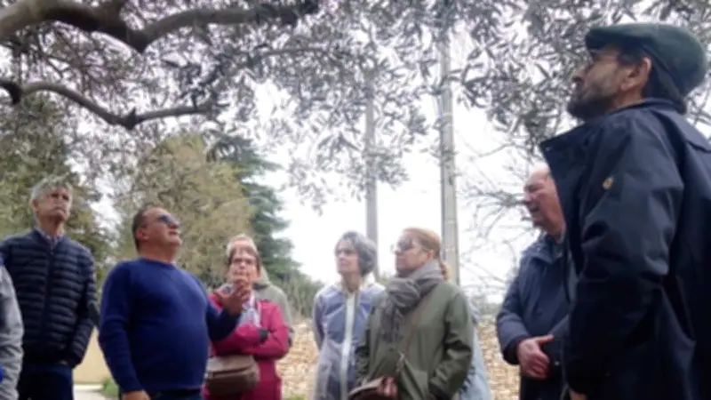 Journée de l'olivier à Nîmes : une participation en forte hausse pour l'initiation à la taille