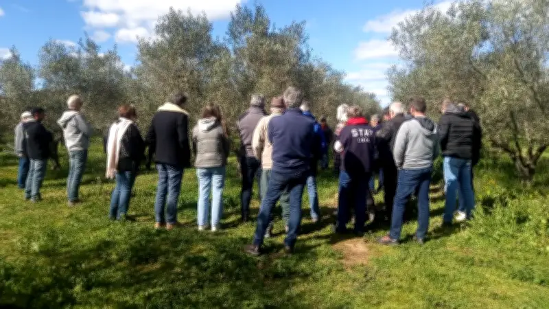 Journée technique sur l'olivier : conférence et démonstration de taille à Saint-Jean-de-la-Blaquière