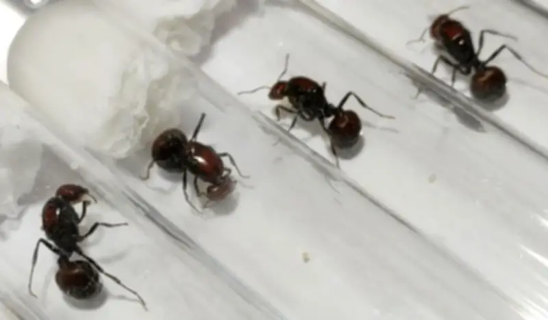 Kenya : un Chinois arrêté pour trafic de fourmis géantes à l'aéroport de Nairobi