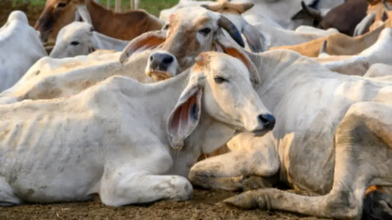 L214 dénonce des bovins égorgés vivants dans un abattoir martiniquais et porte plainte