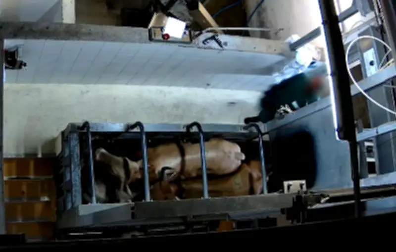 L214 dénonce des sévices graves dans un abattoir public de Martinique