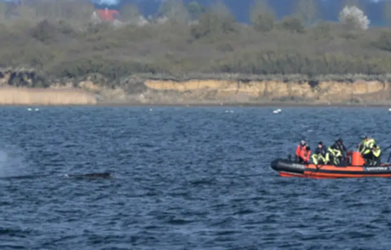 La baleine à bosse échouée en mer Baltique a disparu, les autorités espèrent un retour à la mer