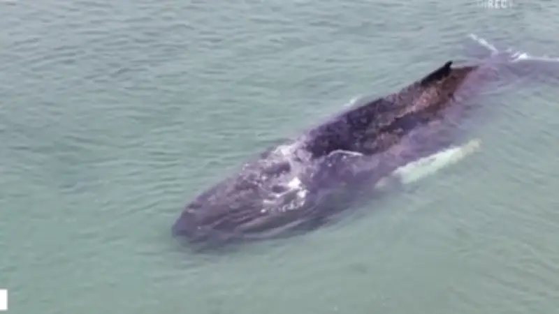 La baleine à bosse "Timmy" libérée après des jours d'échouage en mer Baltique